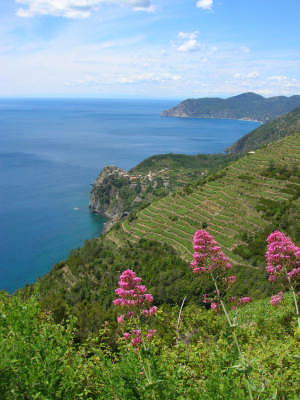 Vini DOC IGT Campania