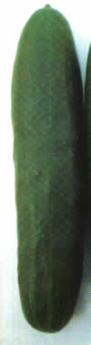 Cetrioli