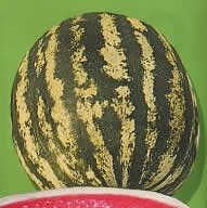 Cocomero