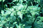 Cerfoglio