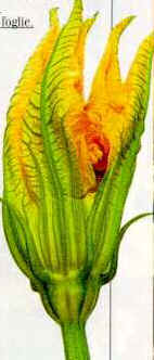 Fiori di zucca