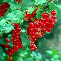 Ribes rosso