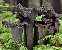 Funghi Trombetta