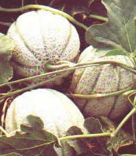Melone