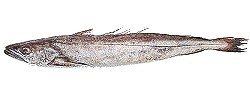 Nasello