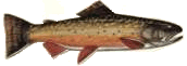 Salmerino