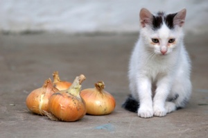 i principali alimenti tossici per il gatto