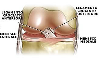 Menischi e legamenti del ginocchio