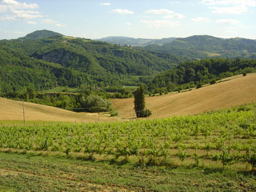 Vini DOC IGT Emilia Romagna