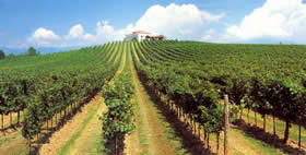 Vini DOC IGT friuli