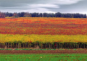 Vini DOC IGT Molise