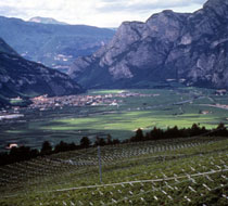 Vini DOC IGT Trentino Alto Adige