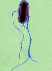Microorganismi