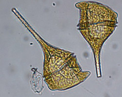 Biotossine algali