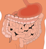 Digestione