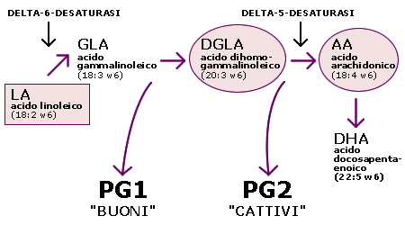 Eicosanoidi - PG1 e PG2