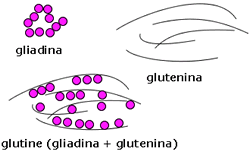 Glutine
