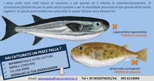 Avviso pesce palla