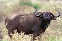 Bufalo