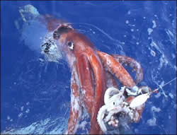 Calamaro gigante