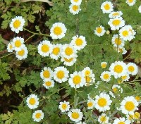 Camomilla