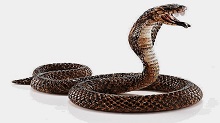 Carne esotica serpente
