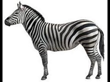 Carne esotica zebra