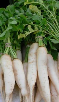 Daikon