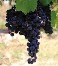 Dolcetto