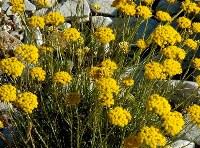 Elicriso