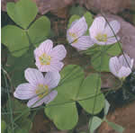 Acetosella