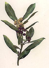 Alloro