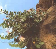 Capperi