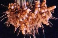 Curcuma
