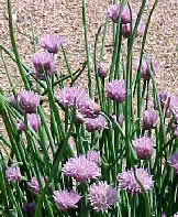 Erba cipollina