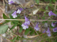 Nepetella