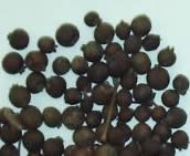 Pimento