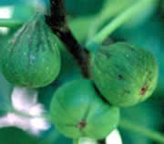 Fichi