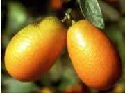 Mandarino cinese - Kumquat