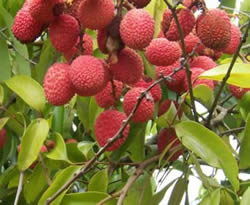 Litchi