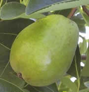 Pere