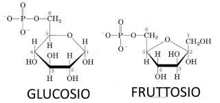 Fruttosio