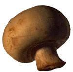 Funghi champignon