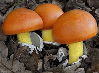 Funghi Ovoli