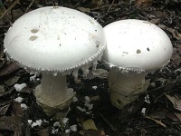 Funghi Ovoli Bianchi