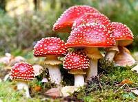 Funghi Ovoli Tossici