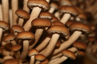 Funghi pioppini