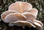 Funghi plerotus