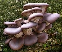 Funghi Pleurotus