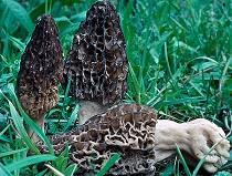 Funghi Spugnole